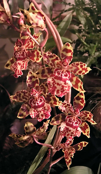 Orchidea.48.JPG - OLYMPUS DIGITAL CAMERA